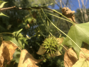 A spherical, green seed hanging from a branch