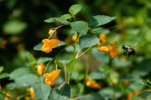 A bee hovering near a yellow jewelweed flower