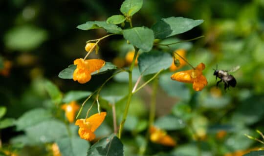 A bee hovering near a yellow jewelweed flower
