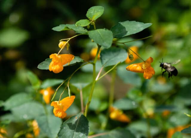 A bee hovering near a yellow jewelweed flower