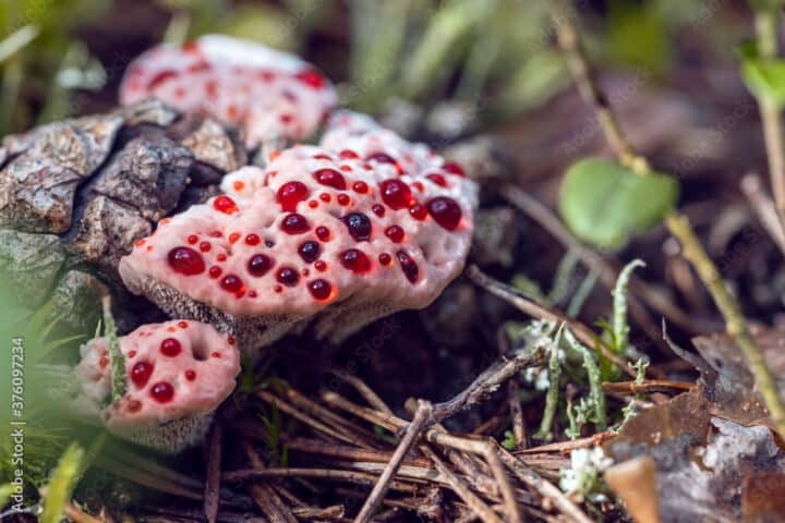 Close up image of devil tooth fungus on a forest floor with red extracellular fluid droplets sitting on top of the fungus