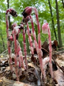 Close up image of ghost pipes with pink coloring growing from the forest floor.