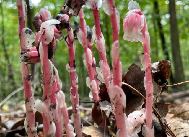 Close up image of ghost pipes with pink coloring growing from the forest floor.