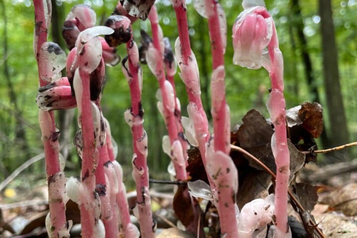 Close up image of ghost pipes with pink coloring growing from the forest floor.