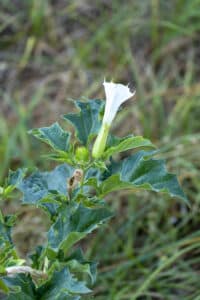 Close up of Jimsonweed flower.