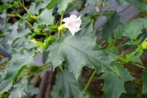 Close up view of Jimsonweed with white, trumpet-shaped flowers and spiky seed capsules.