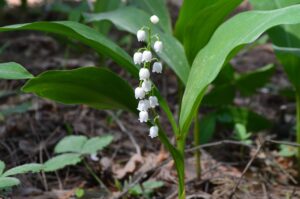 One small lily of the valley plant flowering on a forest floor.