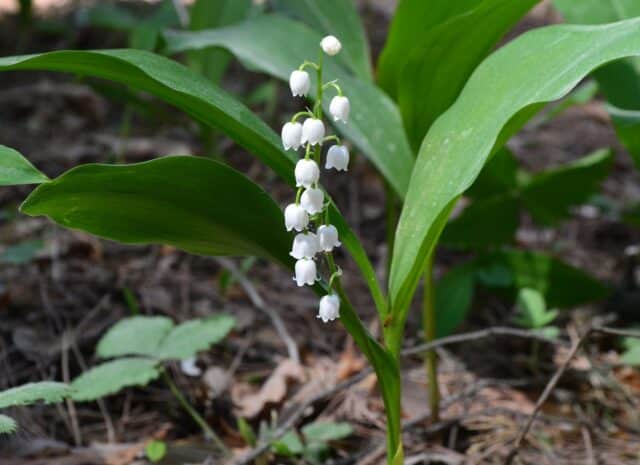 One small lily of the valley plant flowering on a forest floor.