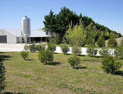 Bushy shrubs planted in front of a poultry barn