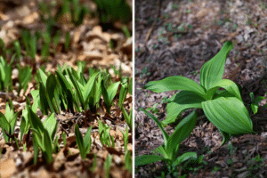 Two images side-by-side, on the left is ramps and the right is hellbore, both are poking through fallen leaves on a forest floor