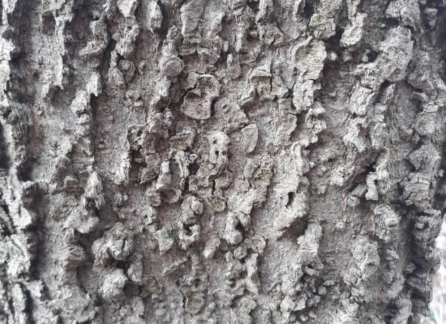 Close up on very textured and bump tree bark.
