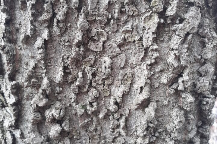 Close up on very textured and bump tree bark.