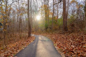 A walking trail with the sun shining through the trees in the background