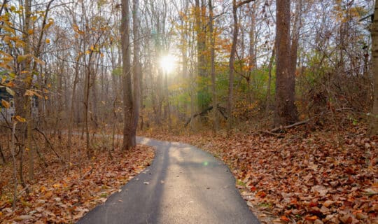 A walking trail with the sun shining through the trees in the background