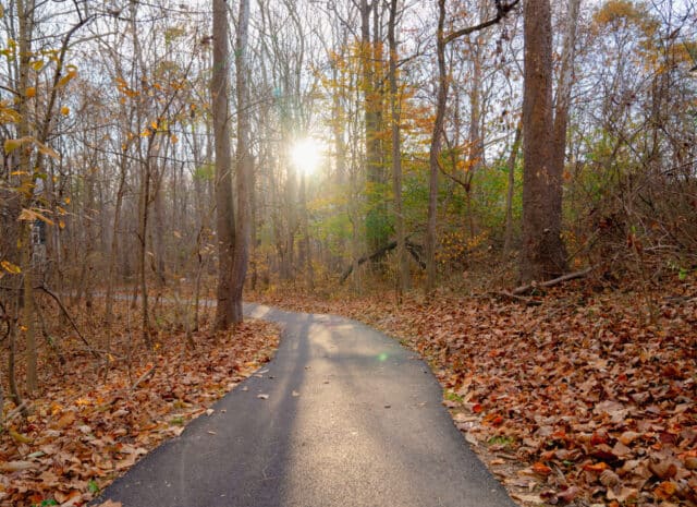 A walking trail with the sun shining through the trees in the background