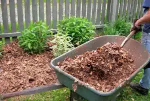 A wheelbarrow filled with leaf litter being scooped into a garden bed.