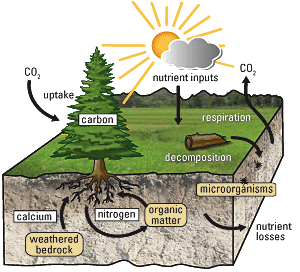 The nutrient cycle is a system where energy and matter are transferred between living organisms and non-living parts of the environment.
