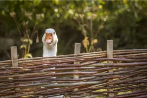 A goose peeking over the top of a wattle fence.