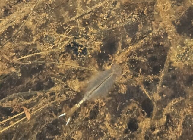 Underwater view of the top of a fairy shrimp swiming in a creek.