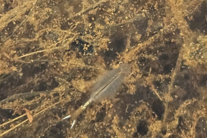 Underwater view of the top of a fairy shrimp swiming in a creek.