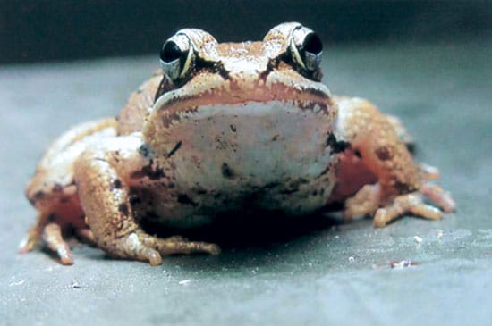 Front view of a wood frog