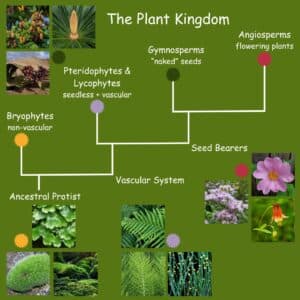 The plant kingdom diagram showing the four main phyla: Bryophytes, Pteridophytes & Lycophytes, Gymnosperms, and Angiosperms.