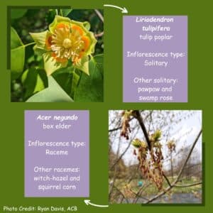Liriodendron tulipifera and Acer negundo