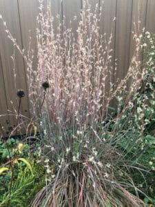 A bluestem plant in front of a wooden fence