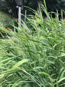 A bottlebrush plant in a garden