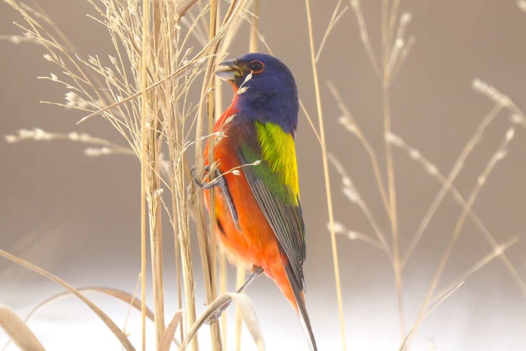 A colorful bird perched on a switchgrass plant, feeding on the seeds
