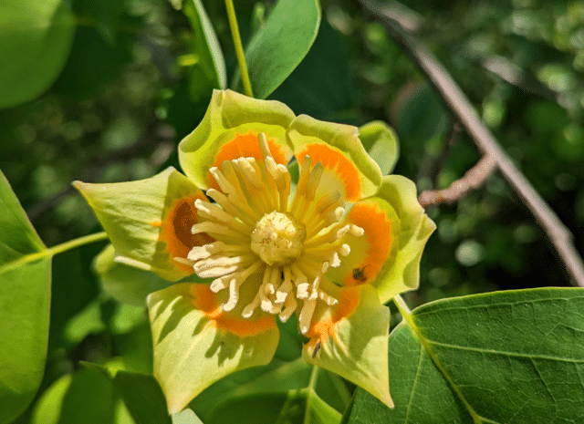 Tulip poplar flower.