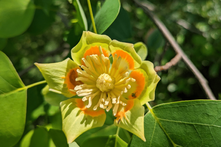 Tulip poplar flower.