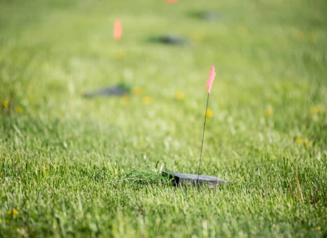 A grassy field with small flags showing where young saplings should be planted at a spring tree planting on a poultry farm in Pennsylvania.
