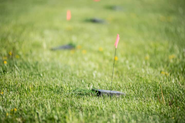 A grassy field with small flags showing where young saplings should be planted at a spring tree planting on a poultry farm in Pennsylvania.