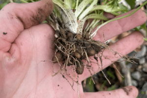 Lesser celandine (Ficaria verna) bulbs.