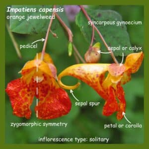Impatiens capensis (orange jewelweed) showing pedicel, syncarpous gyneocium, sepal or calyx, sepal spur, and the petal or corolla. This has an inflorescence type of solitary with zygomorphic symmetry.