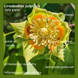 Liriodendron tulipifera (tulip poplar) flower showing the anther, filament, petals or corolla, pistil or carpel, actinomorphic symmetry, and apocarpus gynoecium. This is a solitary inflorescence type.