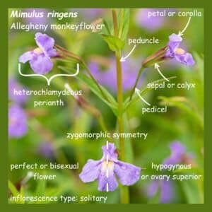 Mimulus ringens (Allegheny monkeyflower) showing petal or corolla, peduncle, heterochlamydeous perianth, seapl or calyx, pedicel, perfect or bisexual flower, and hypagynous or ovary superior.