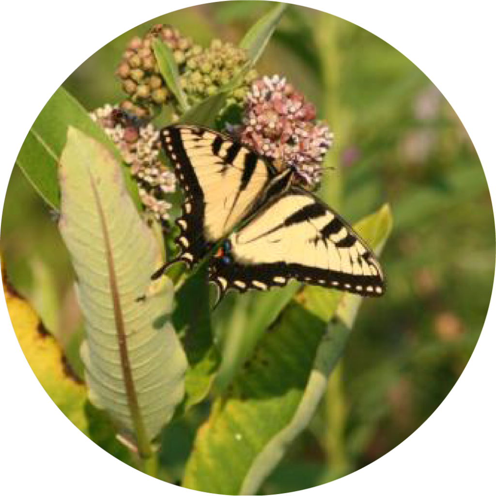 Circle Insect The Wildlife of Our Watershed - Alliance for the Chesapeake Bay