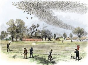An 1875 sketch of men shooting wild pigeons in the air.