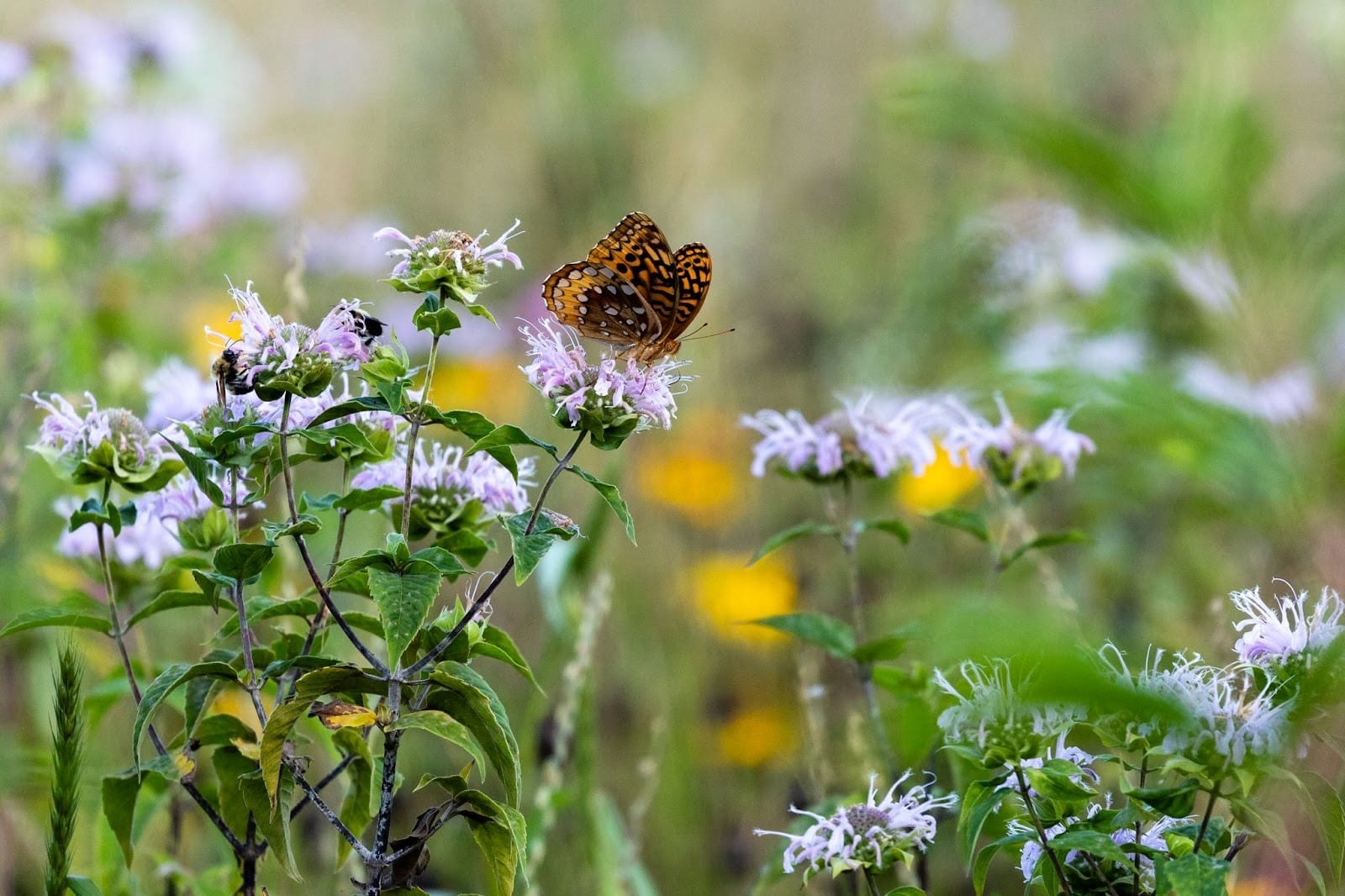A butterfly resting on a flowering plant