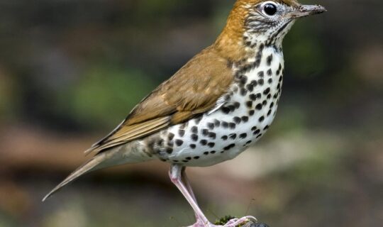 The right side of a wood thrush perched upright on a rock.