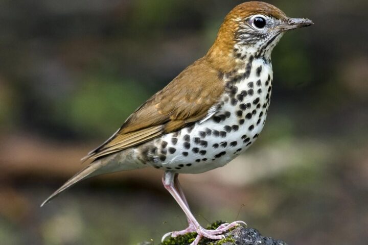 The right side of a wood thrush perched upright on a rock.
