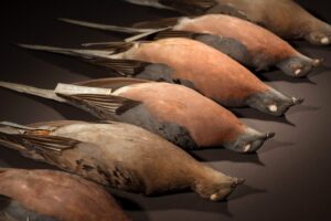 Stuffed specimens line a museum drawer.