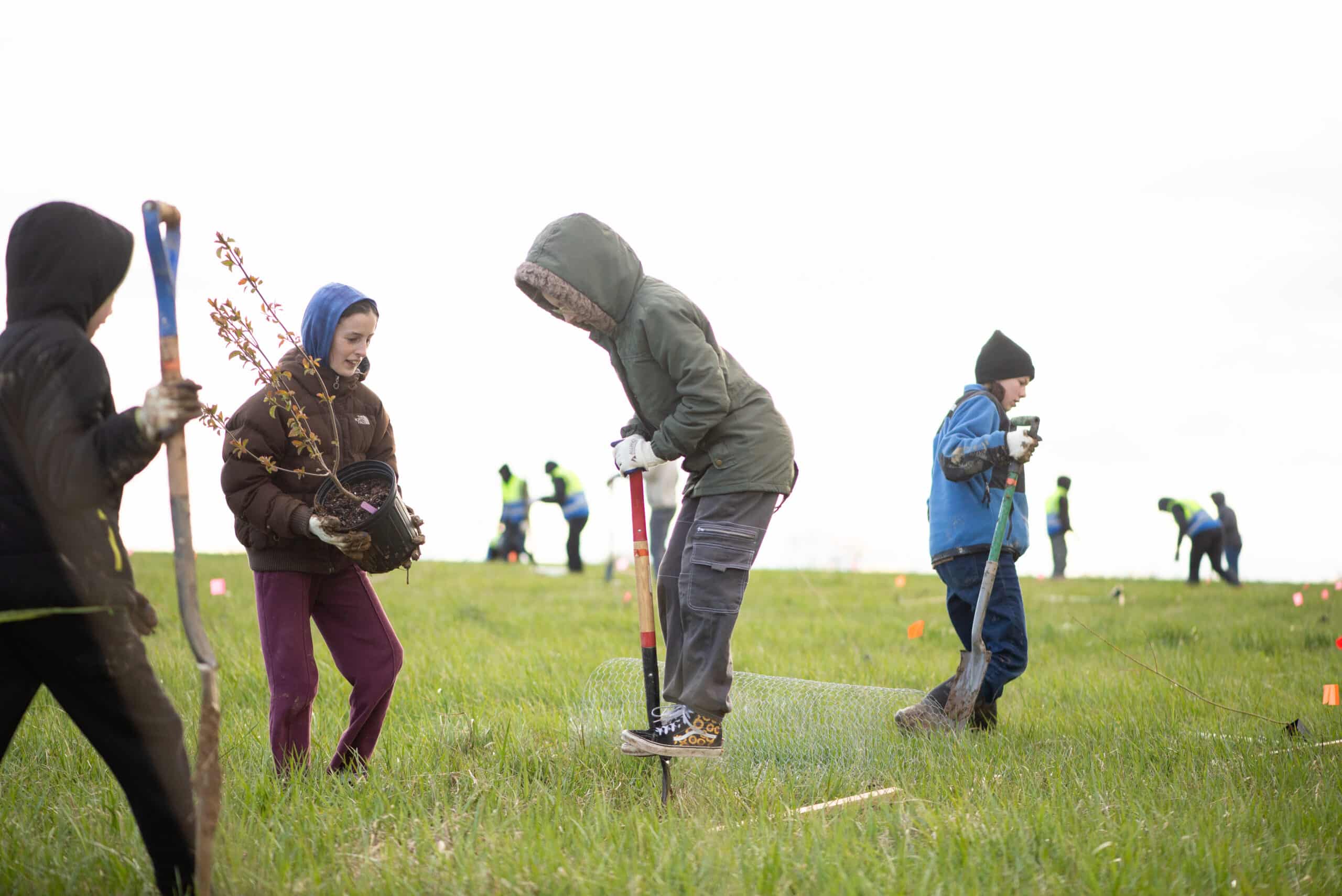 A person standing on a shovel, digging a hole.