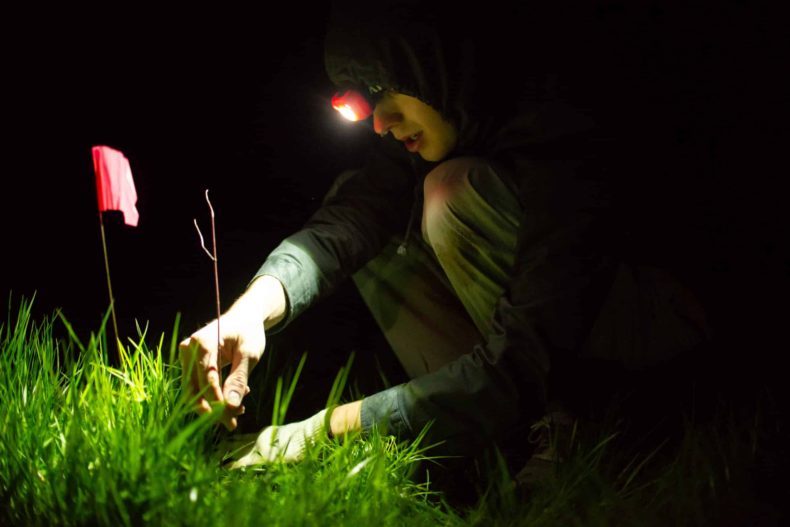 A person with a headlamp plants a tree