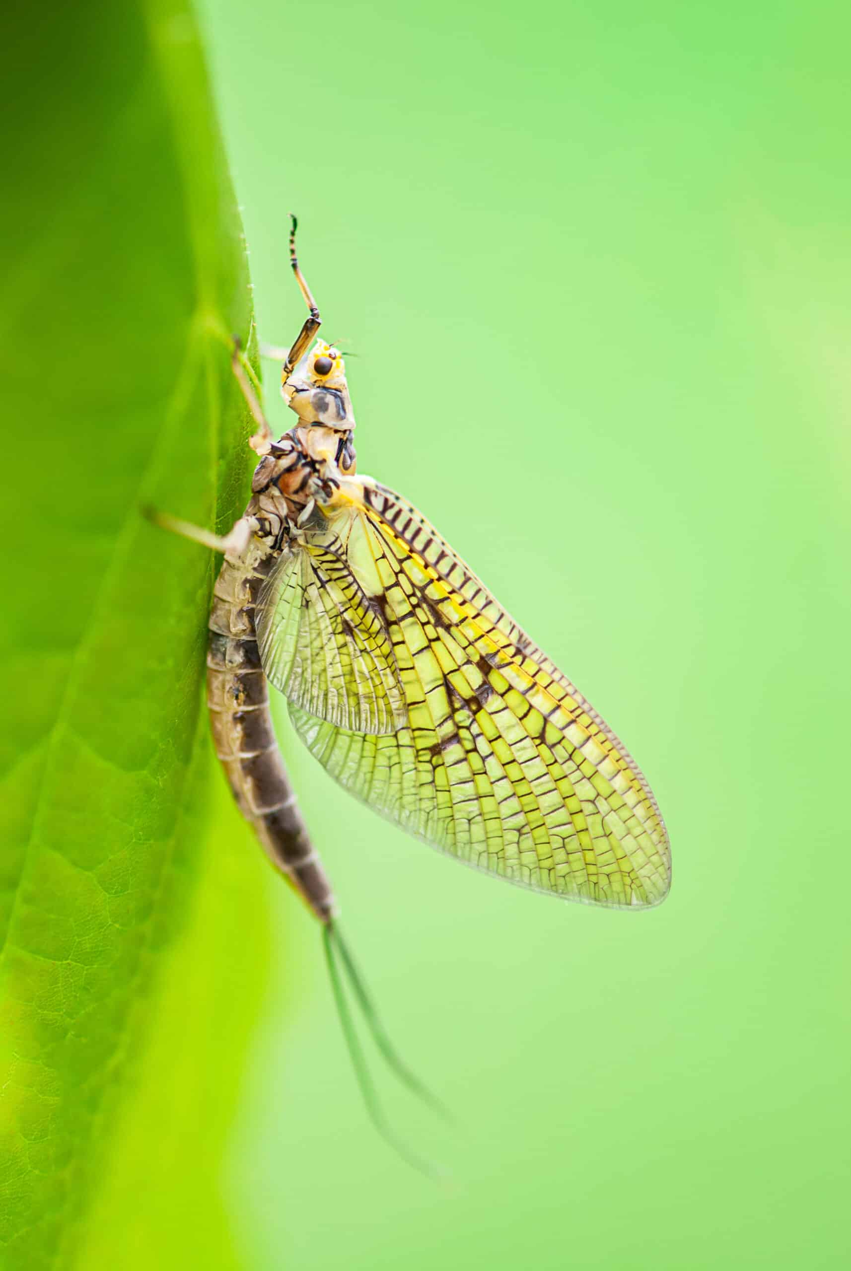 A female Ephemera guttulata (Easter Green Drake) sub imago dries its wings after hatching from its larval form