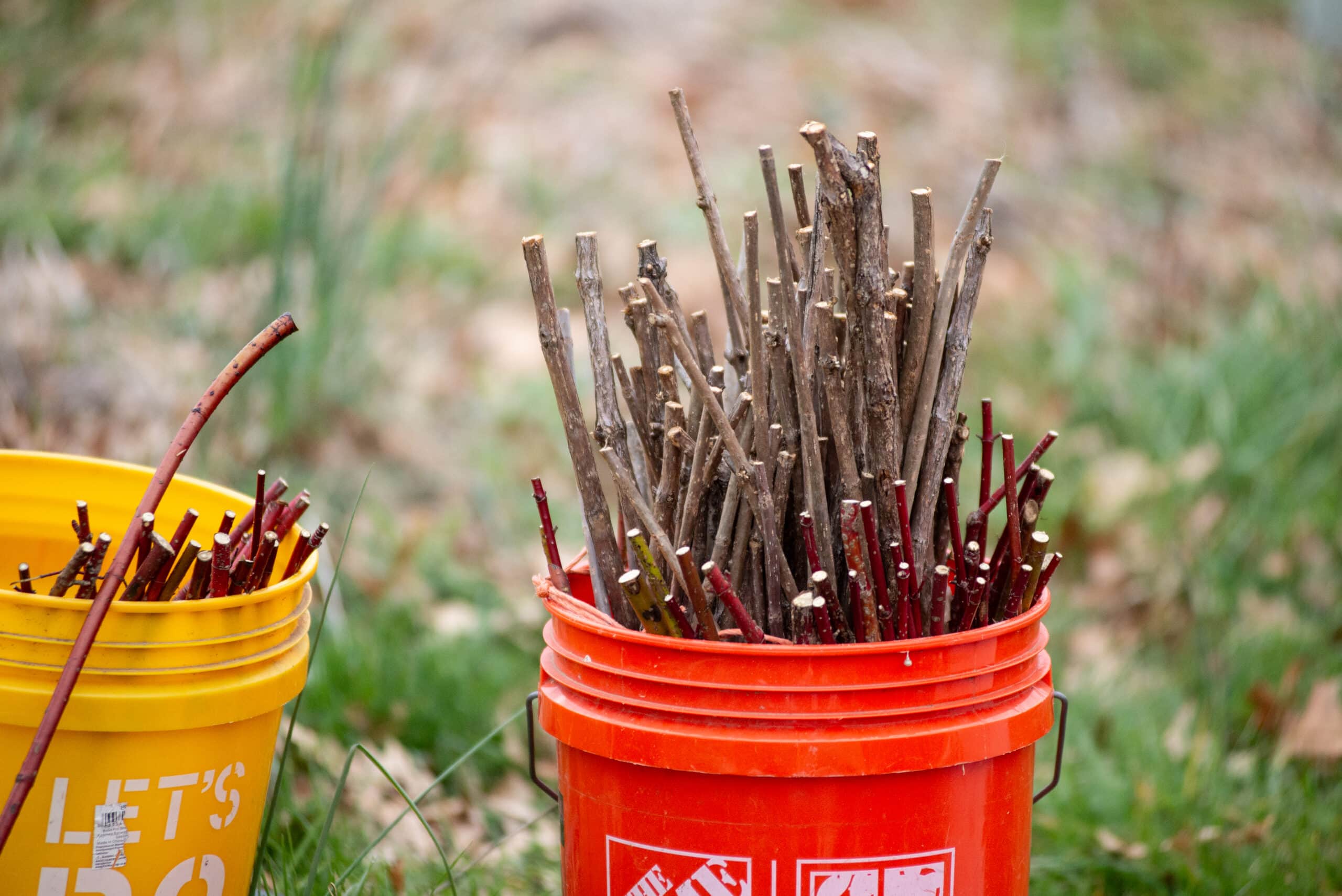 A bucket full of sticks, used as live stakes