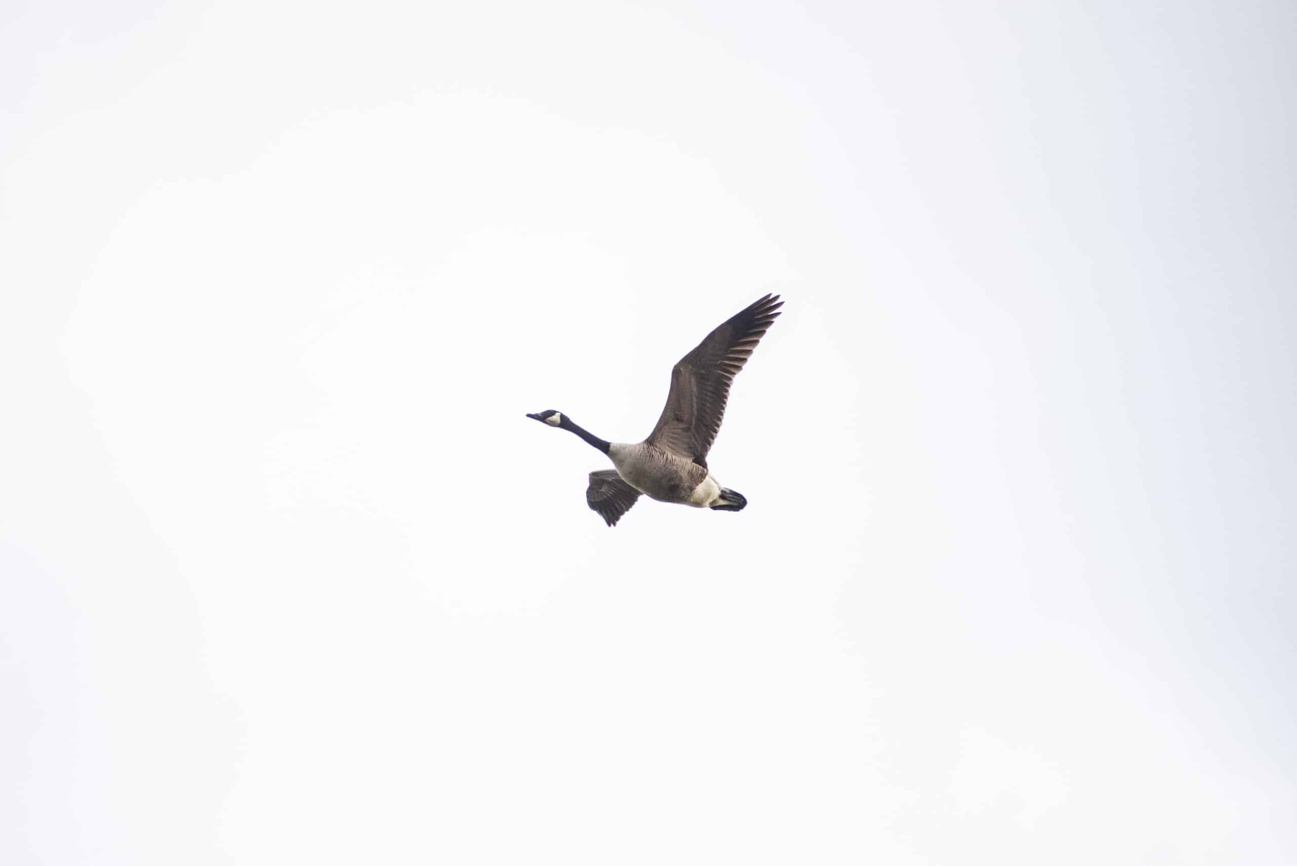 A Canada goose mid flight, against a white, cloudy sky.
