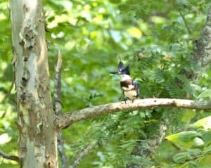 A belted kingfisher perched on a branch of an understory tree in partial sunlight with a lush, green background.